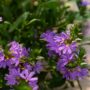 Scaevola – Fanatix™ Dark Blue – 10″ Hanging Basket